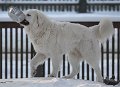 Kaza Janvaris_3591